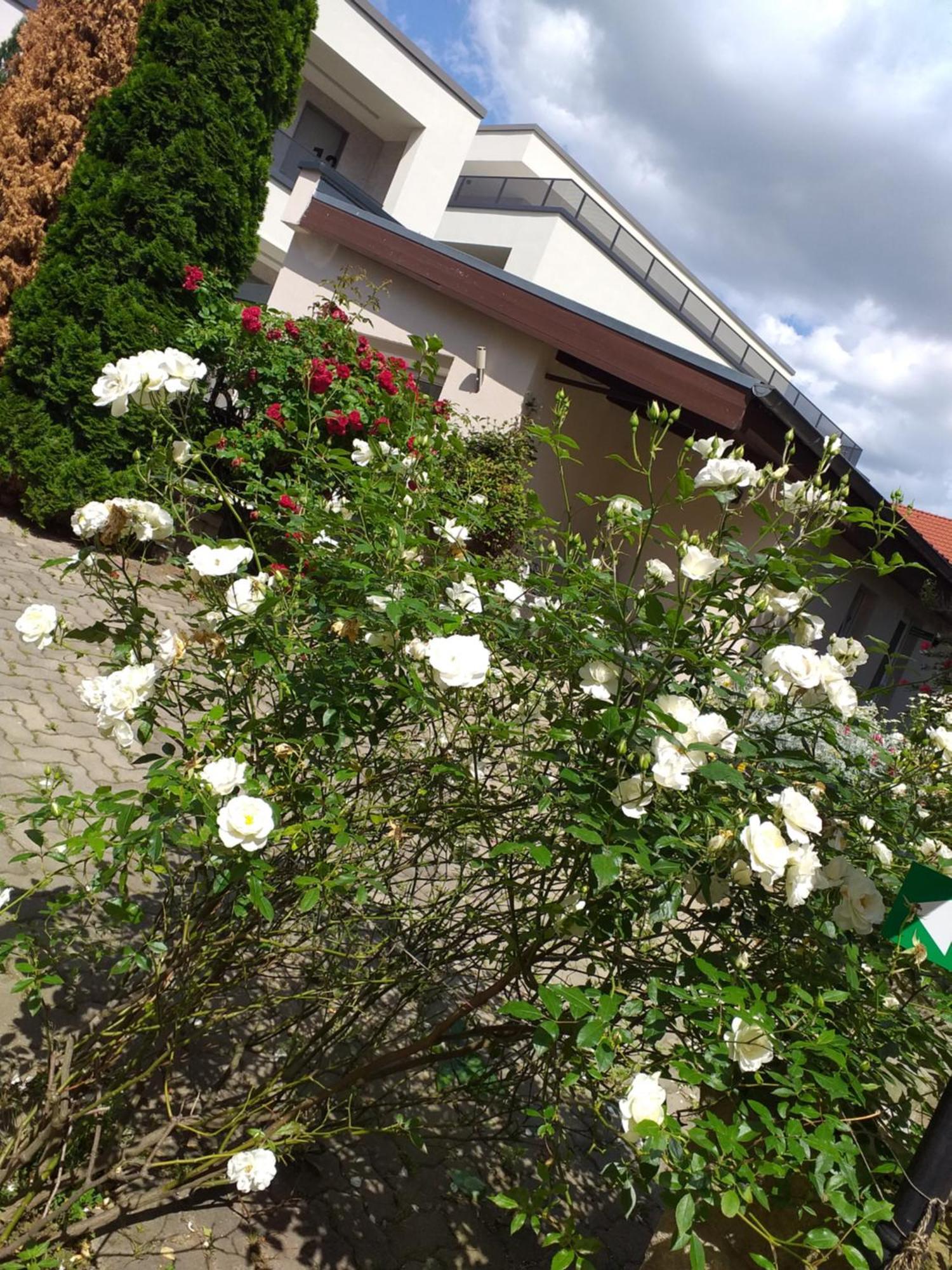 Ferienwohnungen Am Hauptplatz Pirna Bagian luar foto